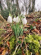 5th Feb 2020 - First of the snowdrops.