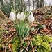 First of the snowdrops. by darrenboyj