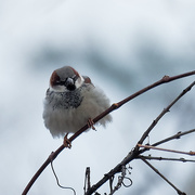 5th Feb 2020 - house sparrow