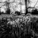 Snowdrops continue by rjb71