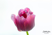 5th Feb 2020 - Purple tulip