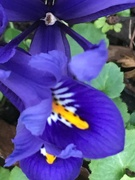 4th Feb 2020 - Iris Flower