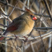 Female Cardinal Enjoying a Winter Day by mgmurray