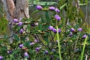 6th Feb 2020 - Tibouchina Flower Buds