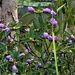 Tibouchina Flower Buds by happysnaps