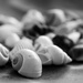 Shells by sugarmuser