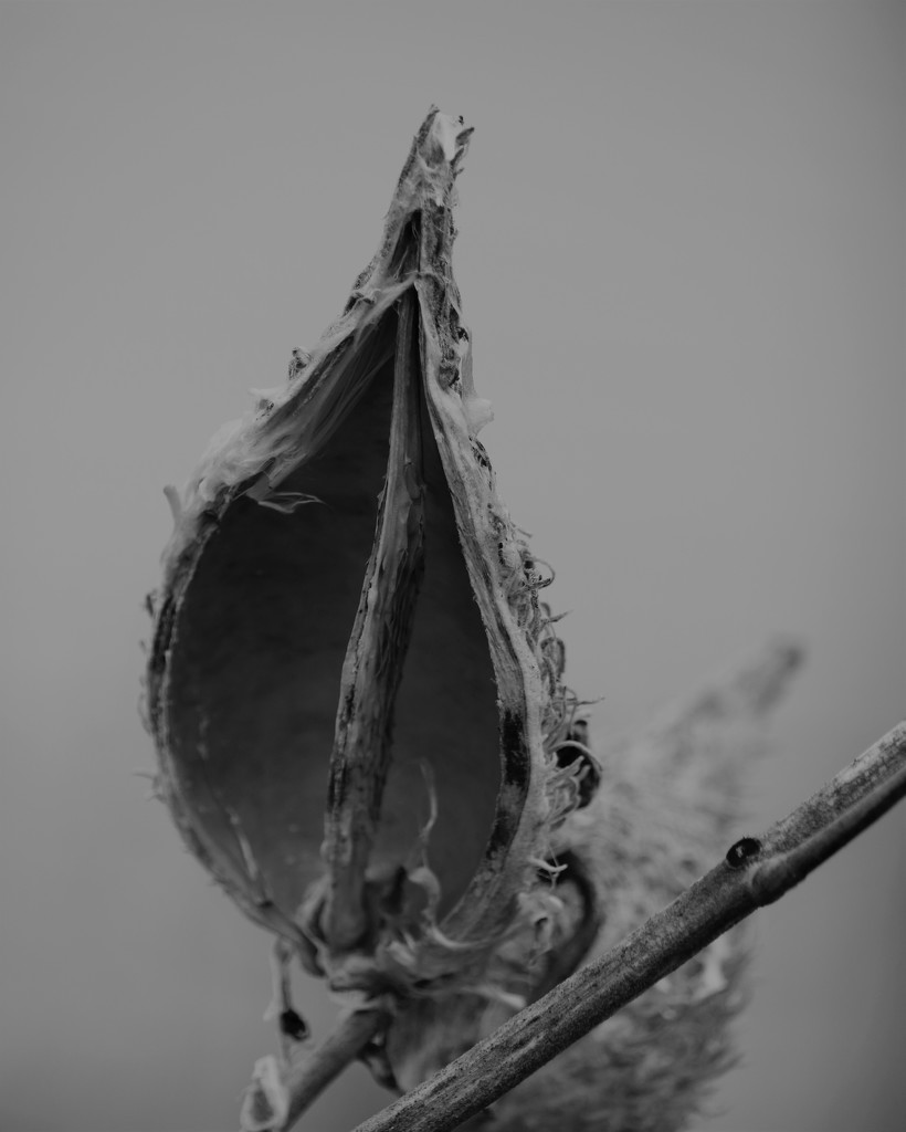February 5: Milkweed Pod by daisymiller