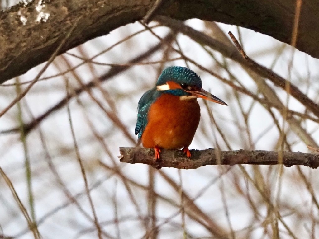 Kingfisher by rosie00