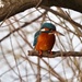 Kingfisher by rosie00