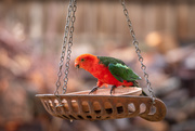 6th Feb 2020 - Male King Parrot