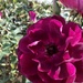 Rose Garden 2 by loweygrace