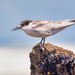 Young Tern by yorkshirekiwi