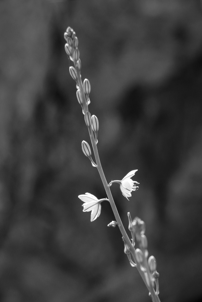 Little flowers by ingrid01