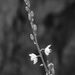 Little flowers by ingrid01