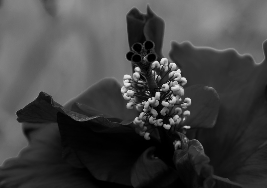 Floral by brigette
