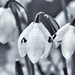 Snowdrops by pamknowler