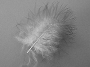 6th Feb 2020 - B & W feather for "Forms in Nature" FOR2020