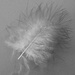 B & W feather for "Forms in Nature" FOR2020 by 365anne