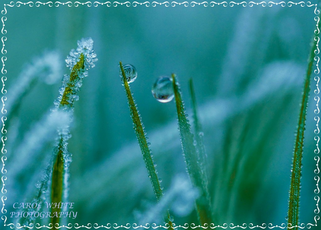 Frosty Grass (best on black) by carolmw