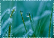 6th Feb 2020 - Frosty Grass (best on black)