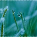 Frosty Grass (best on black) by carolmw