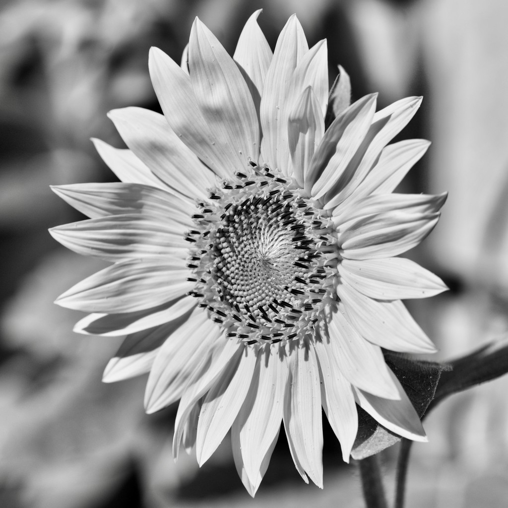 Sunflowers Are Even Cheery In B&W DSC9886 by merrelyn