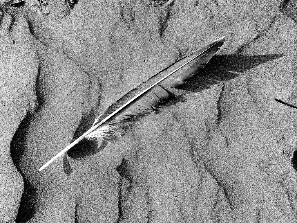 Feather on the sand by etienne