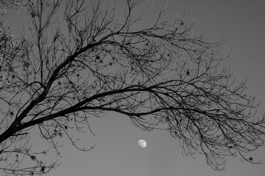 Branches and Moon by tosee