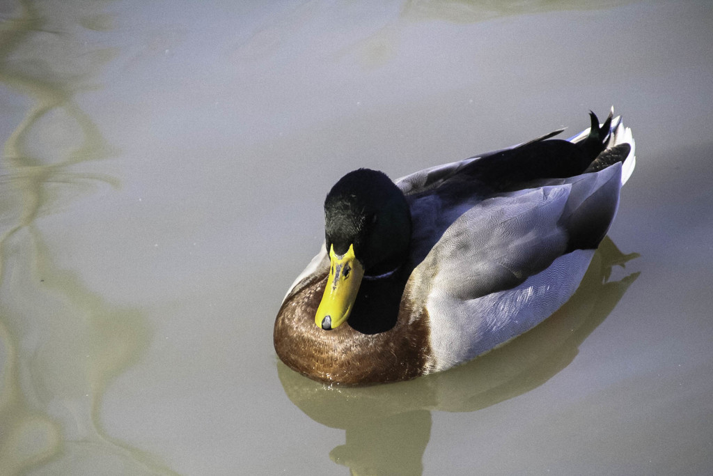 Another cute duck floating on the pond. by mittens
