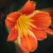 LHG_ 9658 Clivia bloom by rontu