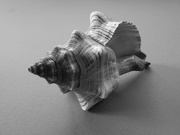 7th Feb 2020 - Shell - "Forms in Nature" FOR2020