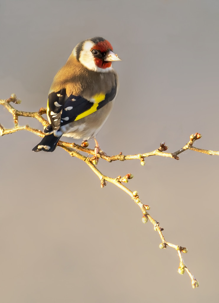 Goldfinch  by shepherdmanswife