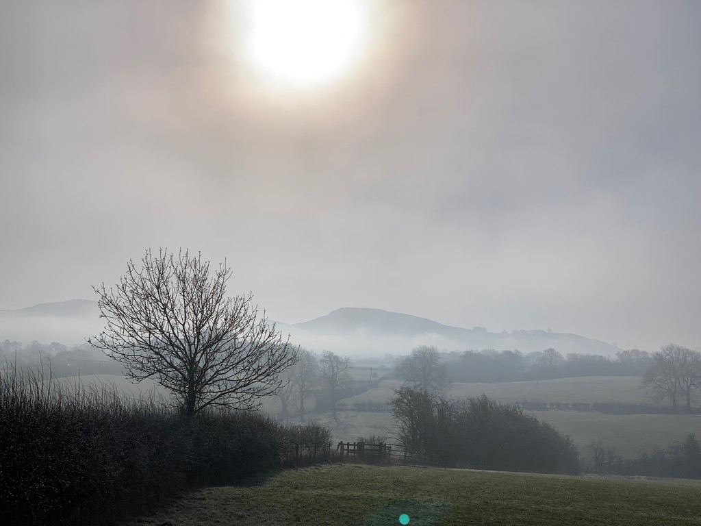Misty Morning by 365projectmaxine