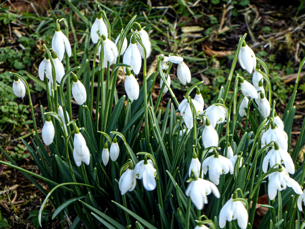 Snowdrops by frequentframes