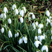 Snowdrops by frequentframes