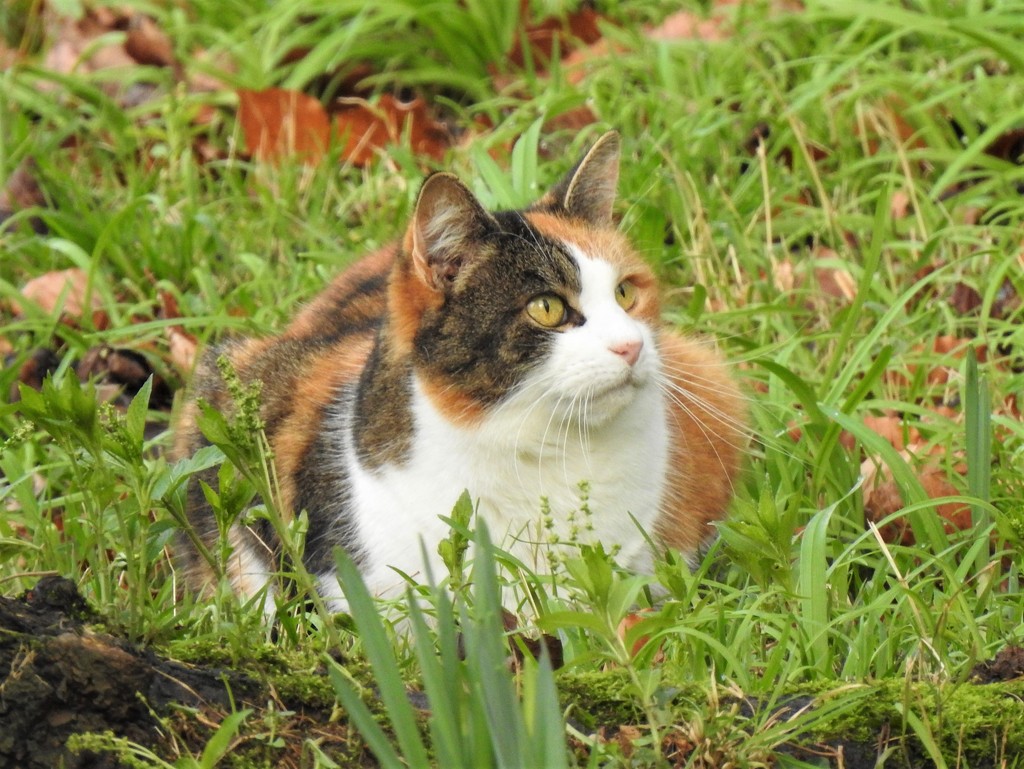 The Weir Garden Cat  by susiemc