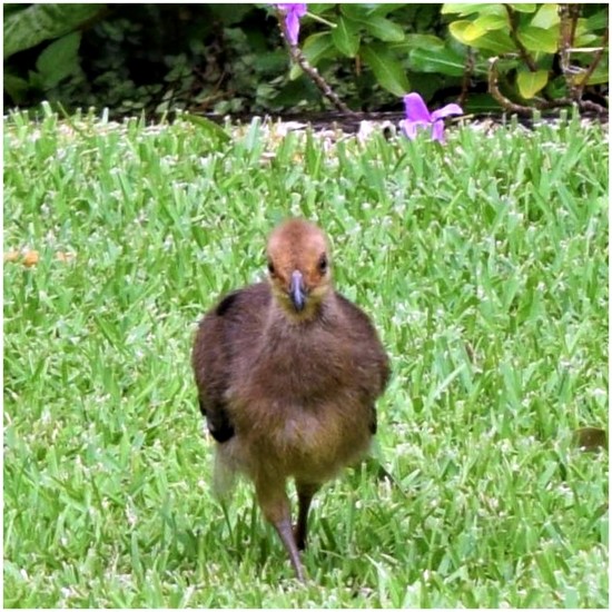 Scrub Turkey Chick by Valerie Chesney · 365 Project
