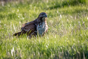 6th Feb 2020 - Red-tailed Hawk Picnicing in the grass