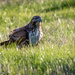 Red-tailed Hawk Picnicing in the grass by nicoleweg