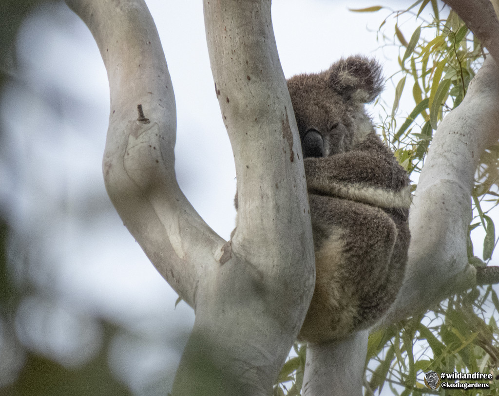 rain relief by koalagardens