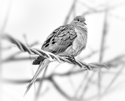 6th Feb 2020 - mourning dove on the wire