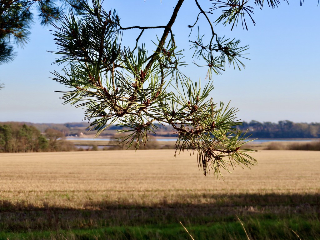 Looking towards the river by lellie