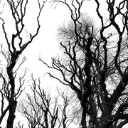 6th Feb 2020 - Trees | Black & White