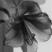 February 6: Amaryllis by daisymiller