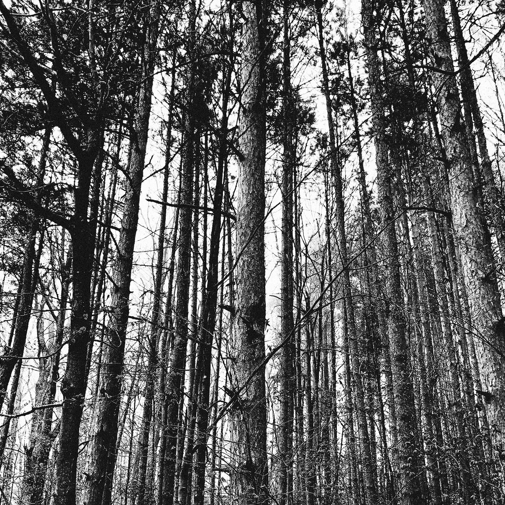 Trees Around The Loop | Black & White by yogiw