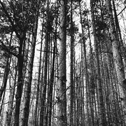 3rd Feb 2020 - Trees Around The Loop | Black & White