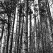 Trees Around The Loop | Black & White by yogiw