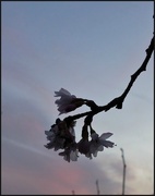 5th Feb 2020 - blossom in the evening