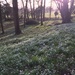 Snowdrops at the Weir garden by snowy