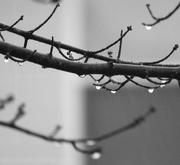 6th Feb 2020 - BW raindrops on tree